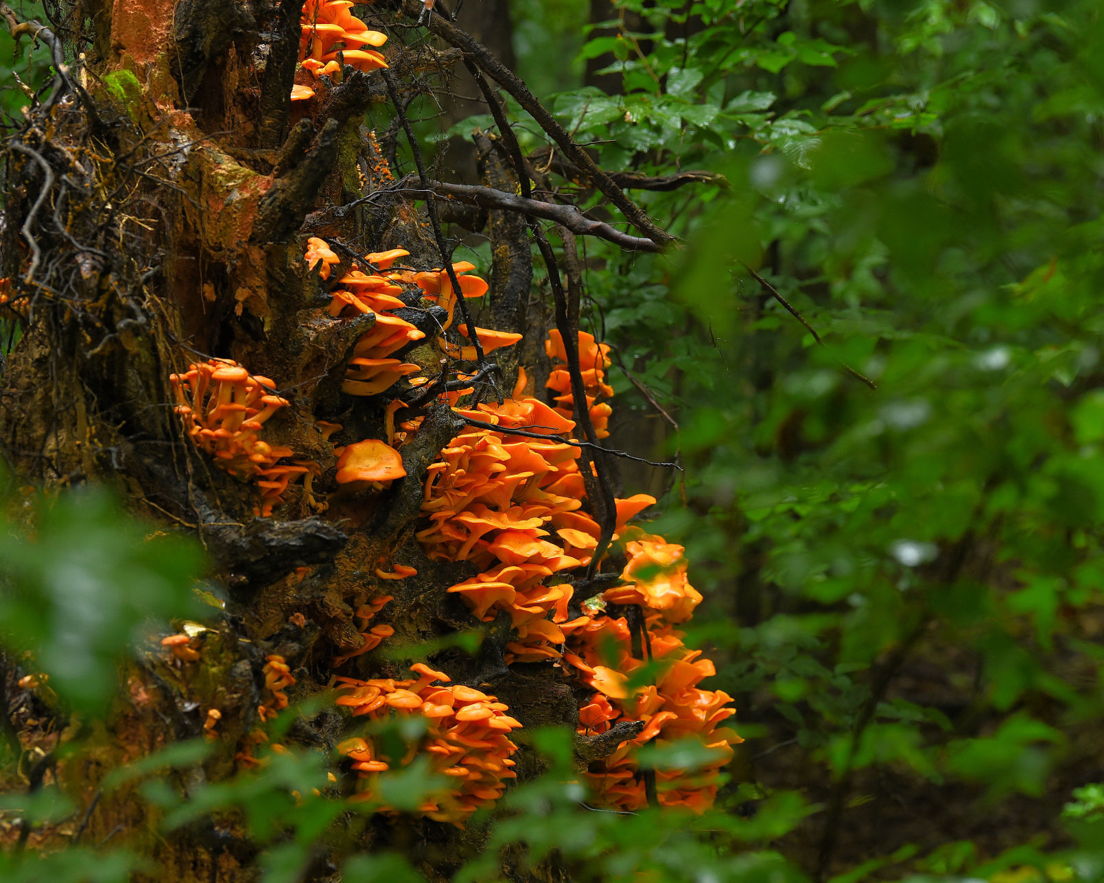 Orange mushrooms